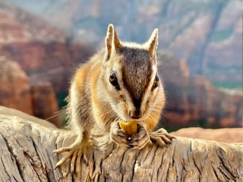 IDENTIFY DAMAGE CAUSED BY SQUIRRELS AND CHIPMUNKS