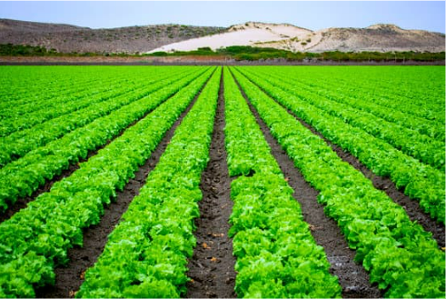 EFFECTIVE STRATEGIES FOR REPELLING DEER FROM CROP