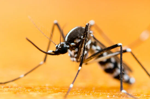 Asian Tiger Mosquitoes