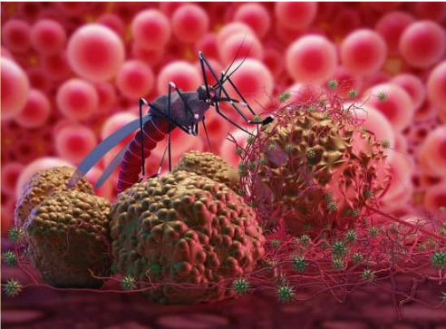 Mosquito Diseases