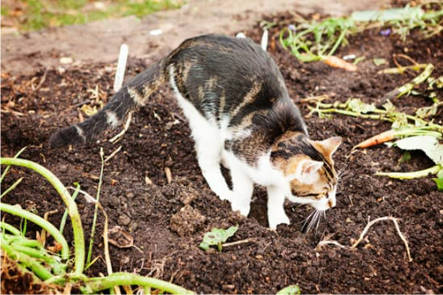 Scaredy Cat plant Coleus Canina keep cats out of your garden