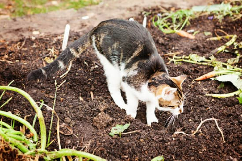 REPEL FERAL CATS FROM VEGETABLE GARDEN