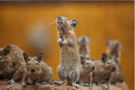 How does rodent deterrent tape work?