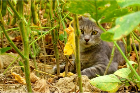 REPEL FERAL CAT FROM VEGETABLE GARDEN