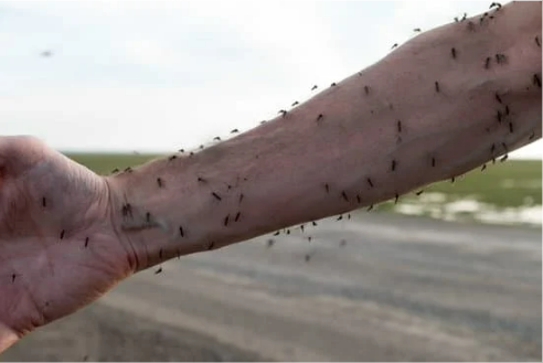 MOSQUITOES IDENTIFICATION