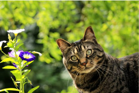 REPEL STRAY CAT FROM FLOWER BED
