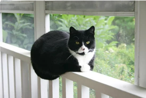 REPEL STRAY CAT FROM HOME