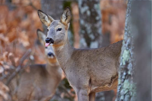 DEER REPELLENT FOR DEER