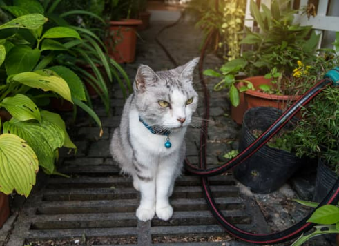 REPEL FERAL CATS FROM GARDENS