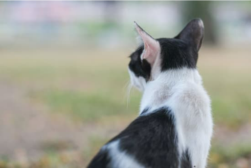 REPEL FERAL CATS FROM YARDS