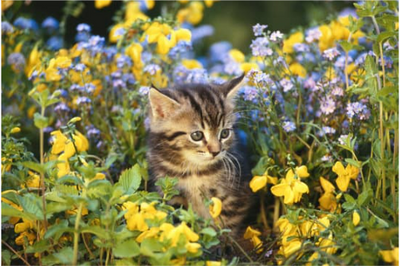 Repelling Feral Cats from Flower Garden