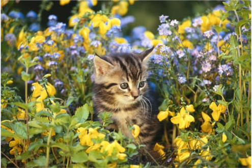 REPEL FERAL CATS FROM FLOWER GARDEN