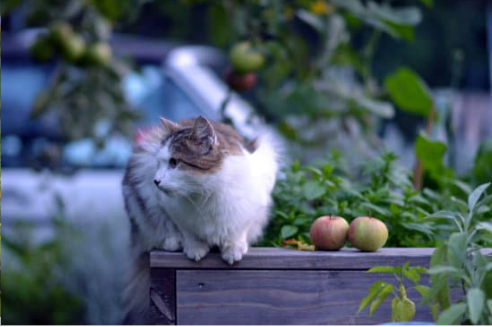 REPEL FERAL CAT FROM GARDENS