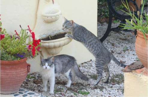 REPEL FERAL CAT FROM GARDENS