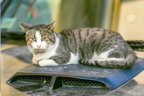 REPEL FERAL CATS FROM CARS