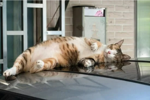 REPEL STRAY CATS FROM CAR