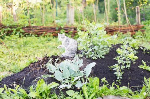 REPEL STRAY CAT FROM VEGETABLE GARDENS