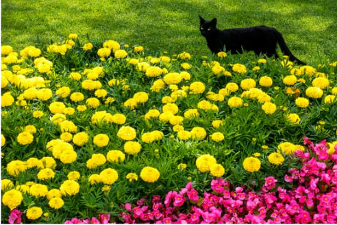 REPEL FERAL CAT FROM FLOWER BED