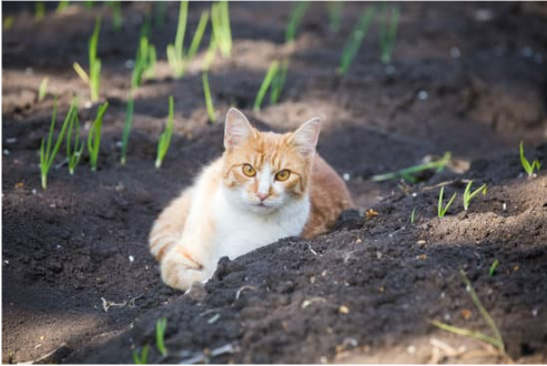REPEL CAT FROM VEGETABLE GARDEN