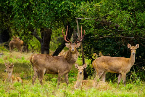 PROFESSIONAL DEER REPELLENT