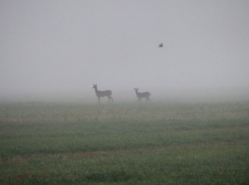 DEER REPELLENT FOR CROPS