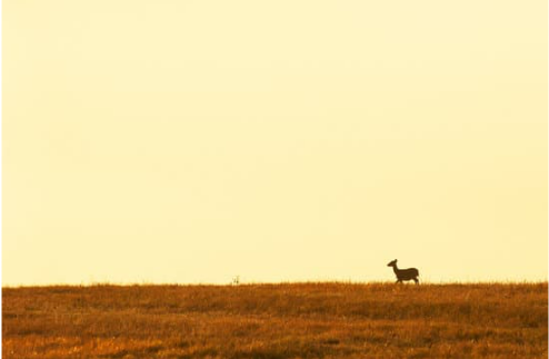 CROP DEER REPELLENTS