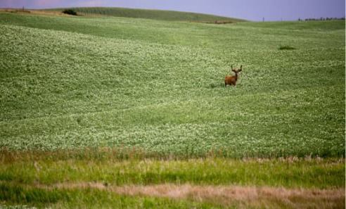 CROP DEER REPELLENT