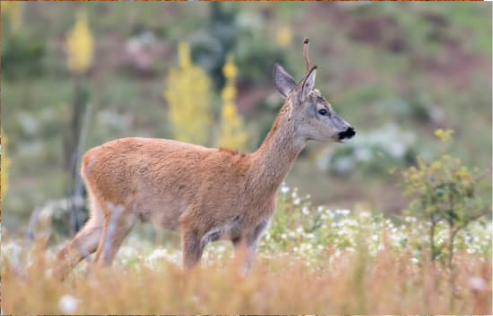 COMMERCIAL DEER DETERRENT