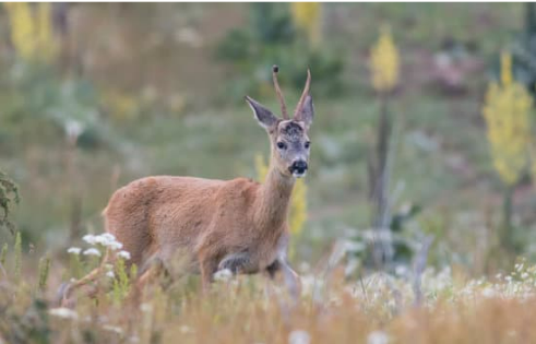 HOME REMEDIES FOR DEER REPELLENTS