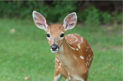 DEER DETERRENTS THAT WORK