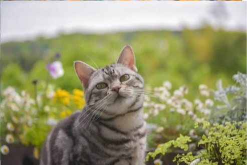 HOW TO REPEL FERAL CAT FROM FLOWER BED?