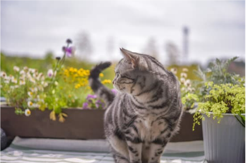 HOW TO REPEL FERAL CAT FROM FLOWER GARDEN
