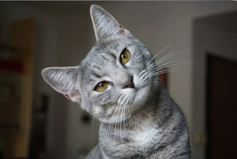 MOTION ACTIVATED CAT REPELLENT