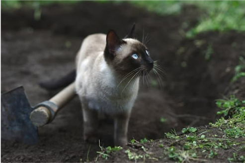 HOW TO REPEL FERAL CATS FROM VEGETABLE GARDEN