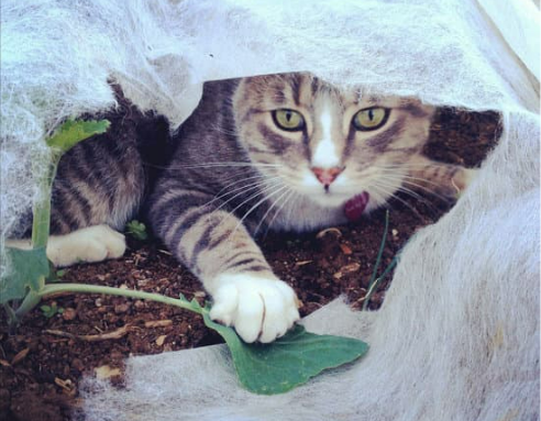 HOW TO REPEL STRAY CATS FROM VEGETABLE GARDEN