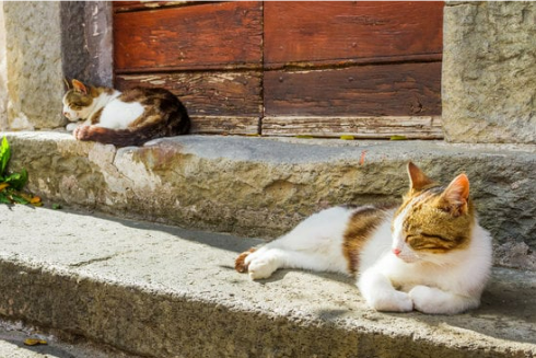 HOW TO REPEL STRAY CATS FROM HOME