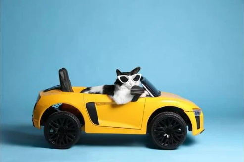 HOW TO REPEL FERAL CATS FROM CARS