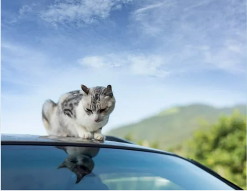 HOW TO REPEL STRAY CATS FROM CARS