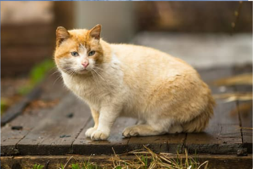 HOW TO REPEL FERAL CATS FROM YARD