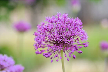 Plants for keeping squirrels out of the garden