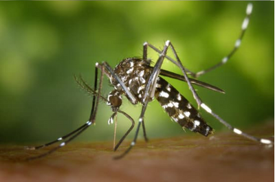 The most effective ingredients for an outdoor mosquito repellent spray