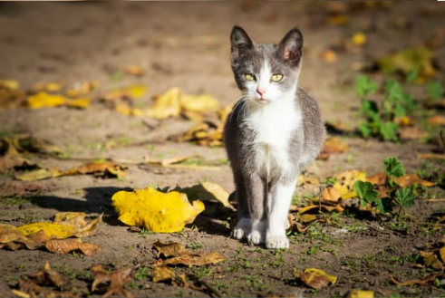 HOW TO REPEL STRAY CATS EFFECTIVELY