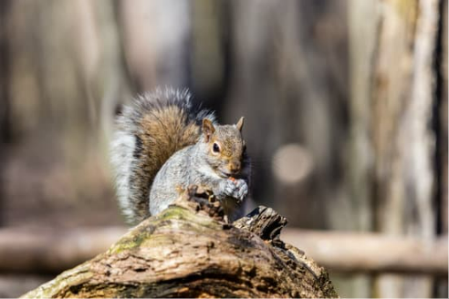GREY SQUIRREL HABITAT