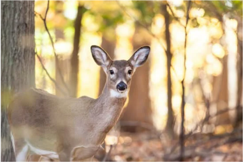 ORGANIC DEER REPELLENT