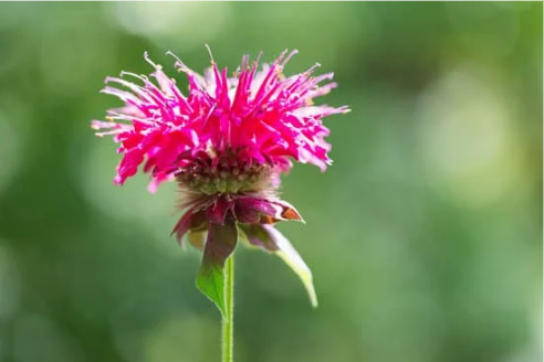 DEER REPELLENT PLANTS