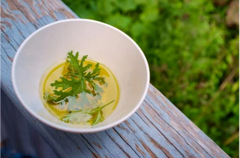 MOSQUITO REPELLING PLANTS