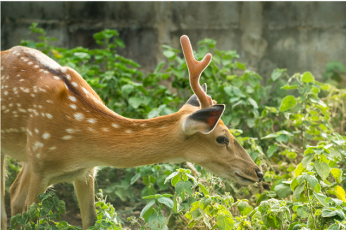 TIPS FOR KEEPING DEER OUT OF GARDEN