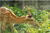 TIPS FOR KEEPING DEER OUT OF GARDEN