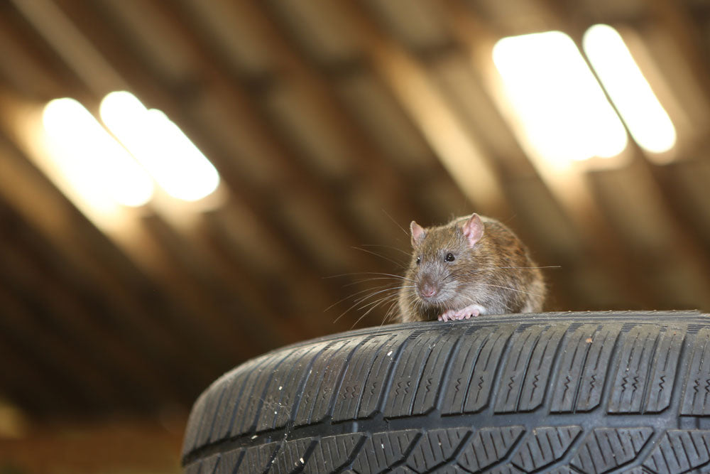 6 easy ways to keep rodents out of the garage