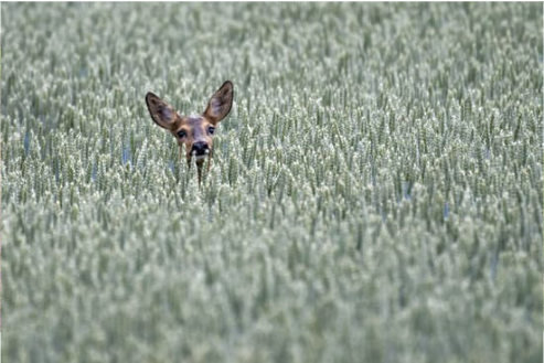 DEER REPELLENT FOR WHEAT FARM